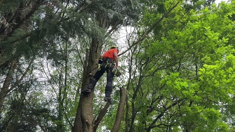 How Our Tree Care Process Works  in Beaver Creek, TX